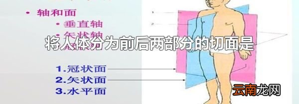 将人体分为前后两部分的切面是
