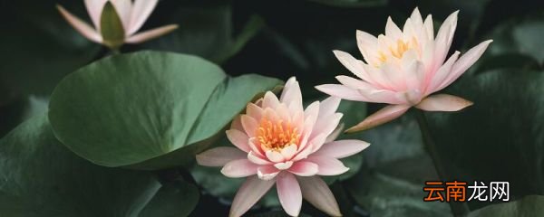 古诗采莲曲的诗句古诗采莲曲的诗句是什么