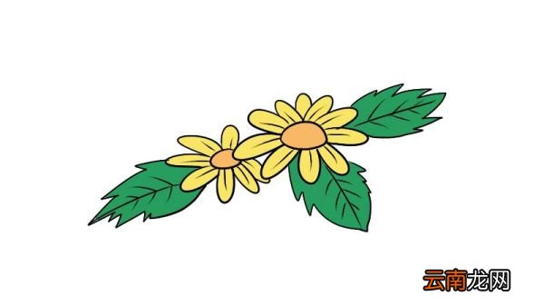 菊花怎么画简单又漂亮