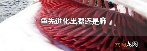 鱼先进化出腮还是肺