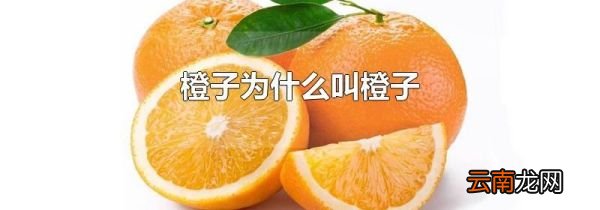 橙子为什么叫橙子