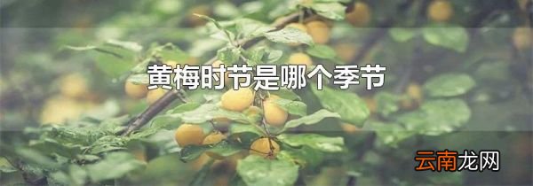 黄梅时节是哪个季节