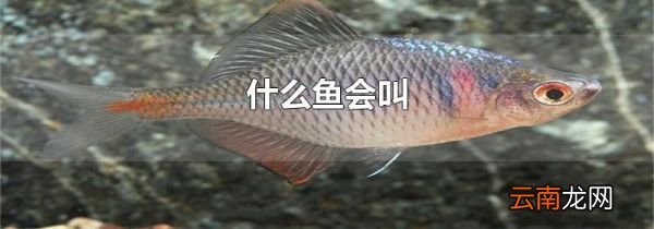 什么鱼会叫