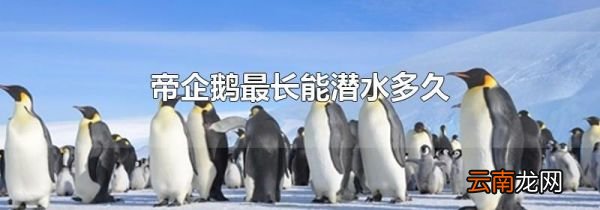 帝企鹅最长能潜水多久