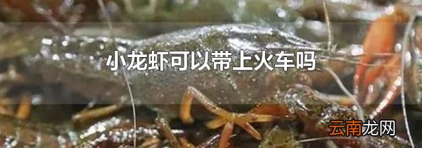 小龙虾可以带上火车吗