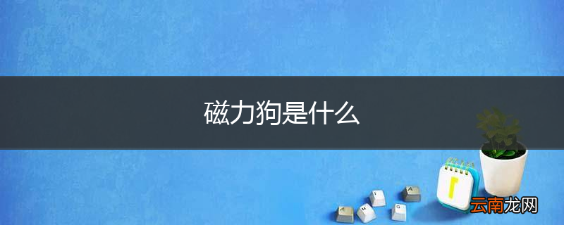 磁力狗是什么