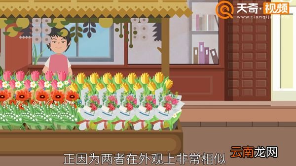 玫瑰和月季的区别