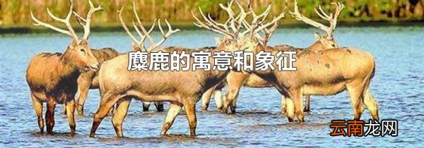 麋鹿的寓意和象征