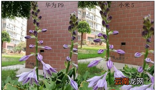 小米5/三星S7/华为P9/一加手机3拍照对比评测