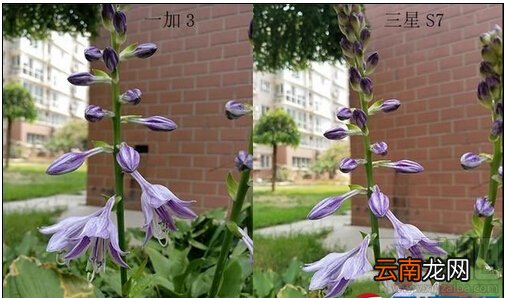 小米5/三星S7/华为P9/一加手机3拍照对比评测