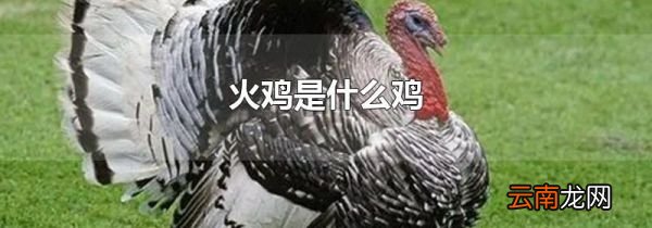 火鸡是什么鸡