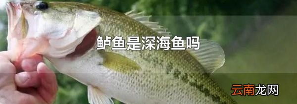 鲈鱼是深海鱼吗