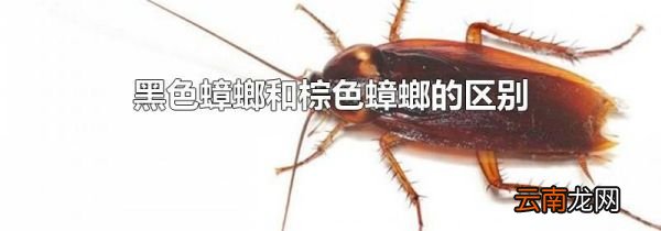 黑色蟑螂和棕色蟑螂的区别