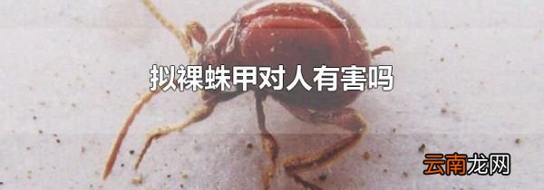 拟裸蛛甲对人有害吗