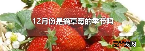 12月份是摘草莓的季节吗