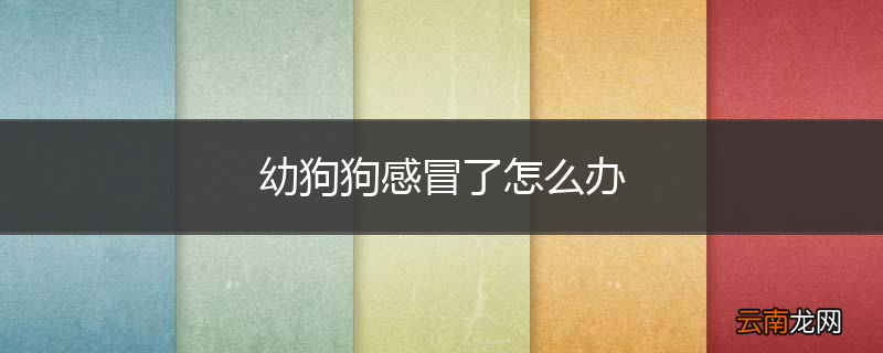 幼狗狗感冒了怎么办