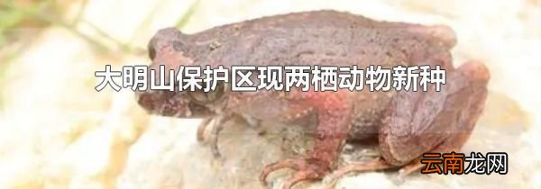 大明山保护区现两栖动物新种