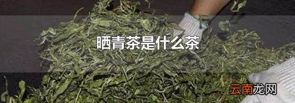 晒青茶是什么茶