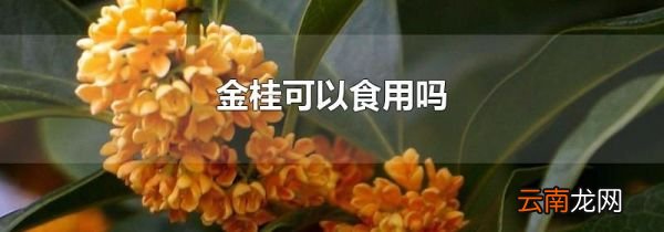金桂可以食用吗