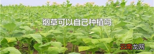 烟草可以自己种植吗