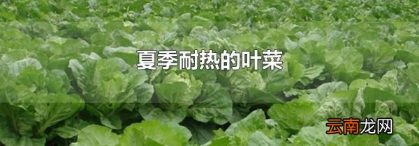 夏季耐热的叶菜