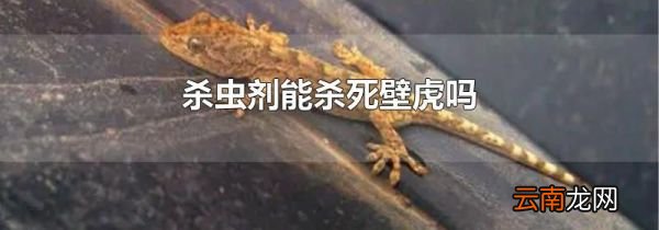 杀虫剂能杀死壁虎吗