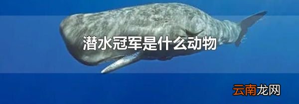 潜水冠军是什么动物