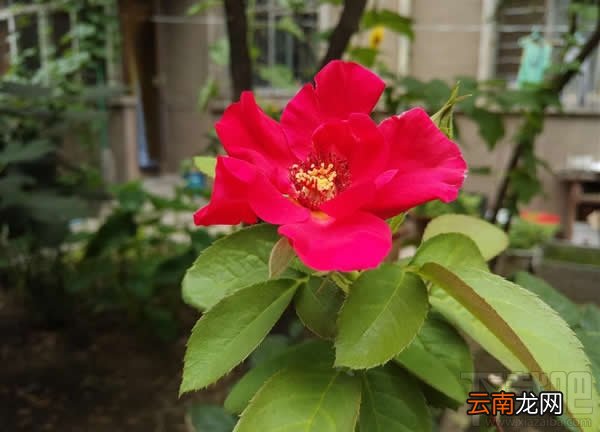 美图M6手机怎么样 美图手机M6评测