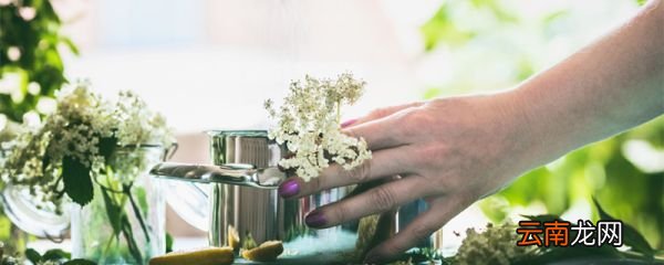 哪些花不能用啤酒喷 哪些花不能用啤酒喷叶子