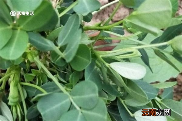 花生秧子的功效与作用 花生秧子的功效与作用有哪些