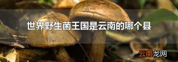 世界野生菌王国是云南的哪个县