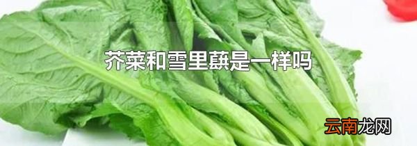 芥菜和雪里蕻是一样吗