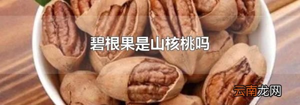 碧根果是山核桃吗