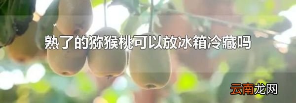 熟了的猕猴桃可以放冰箱冷藏吗