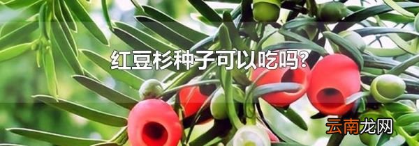 红豆杉种子可以吃吗?