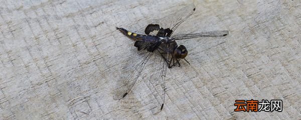 动物标本制作方法 昆虫动物标本怎么制作