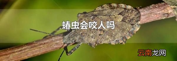 蝽虫会咬人吗