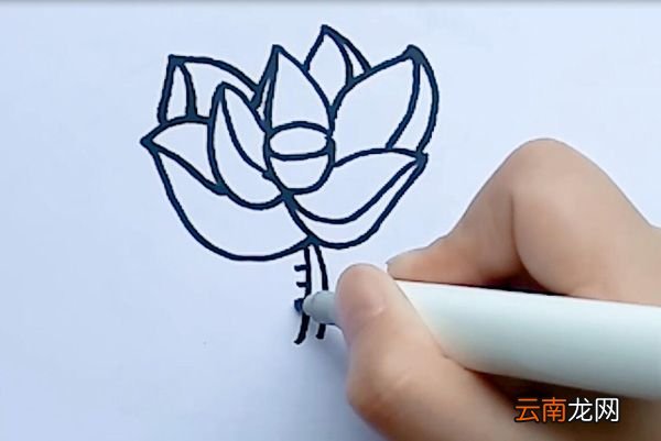 荷花的简笔画