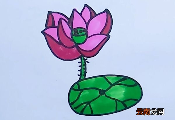 荷花的简笔画