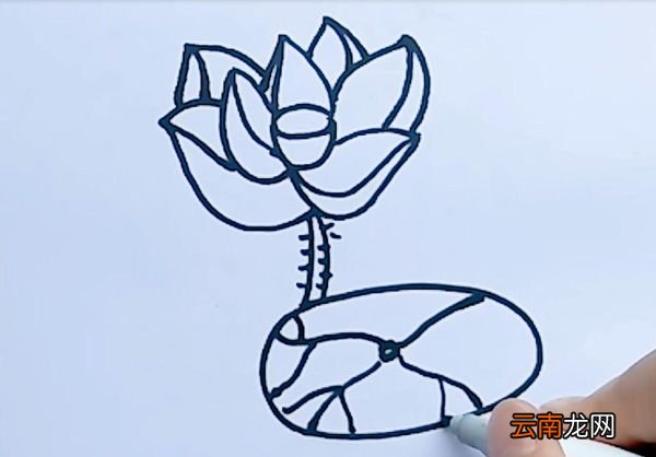 荷花的简笔画