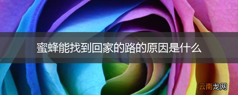 蜜蜂能找到回家的路的原因是什么