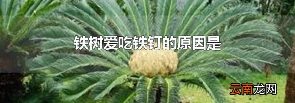 铁树爱吃铁钉的原因是