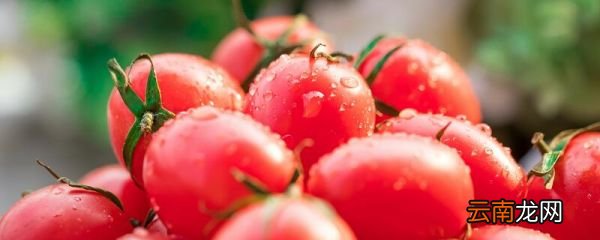 西瓜和西红柿能一起吃吗 西红柿能和西瓜同食吗