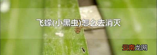 小黑虫 飞蠓怎么去消灭