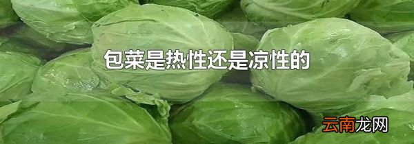 包菜是热性还是凉性的