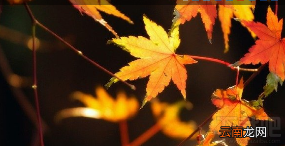 vivo手机摄影逆光拍摄技巧分享