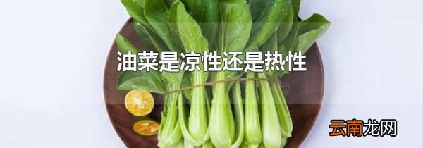 油菜是凉性还是热性
