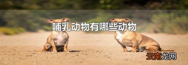 哺乳动物有哪些动物