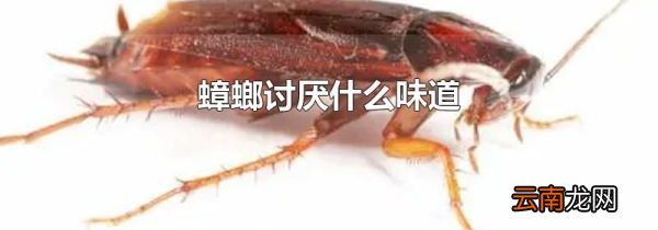 蟑螂讨厌什么味道