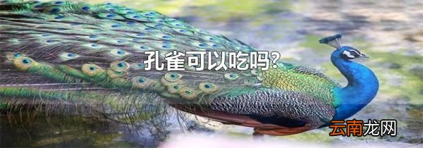 孔雀可以吃吗?